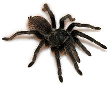 Aphonopelma catalina perempuan ZooKeys 560.jpg