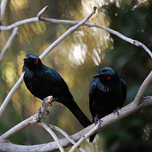 Aplonis metallica -Pooenix Zoo, Arizona, SUA -două-8a.jpg