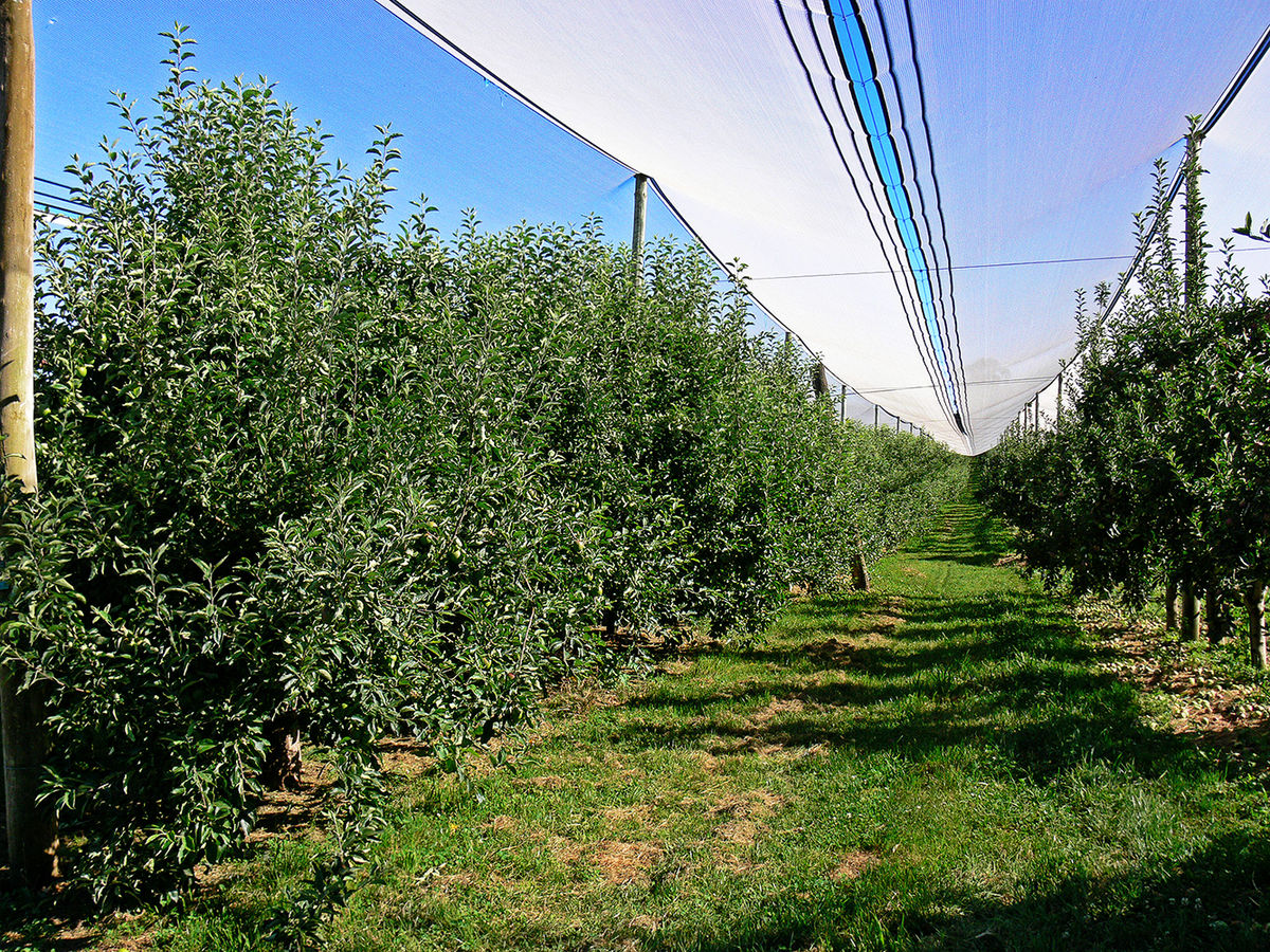 Red Delicious - Wikipedia