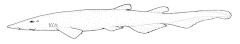 Description de l'image Apristurus_macrorhynchus_(Flathead_catshark).gif.