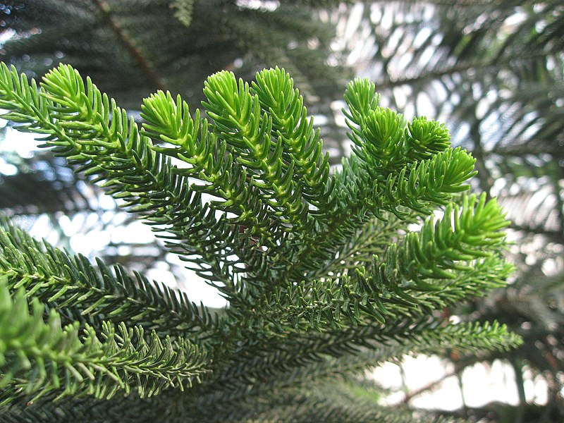 File:Araucaria luxurians leaves 03 by Line1.JPG