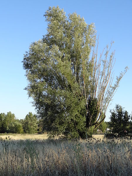 File:Arbre en face de la piste de Francazal.JPG