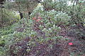 Arctostaphylos canescens - Regional Parks Botanic Garden, Berkeley, CA - DSC04402.JPG