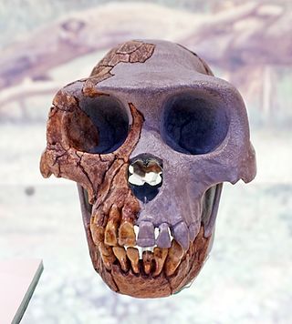 <i>Ardipithecus ramidus</i> Extinct hominin from Early Pliocene Ethiopia