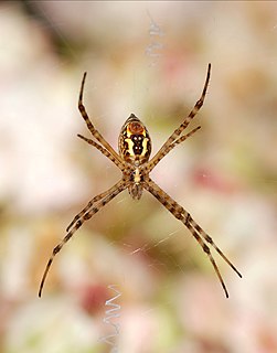 <i>Argiope trifasciata</i> Banded garden spider