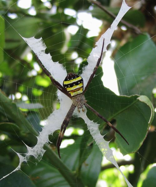 500px-Argiope_keyserlingi.jpg