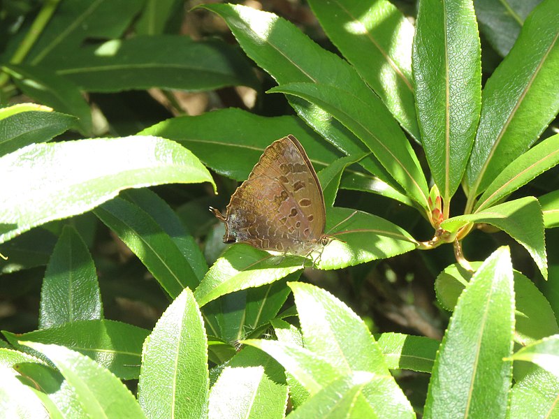 File:Arhopala bazalus (Hewitson, 1862) – Powdered Oakblue at Tiger nest- during LGFC - Bhutan 2019 (2).jpg