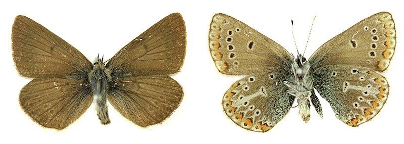 File:Aricia eumedon SLU.JPG