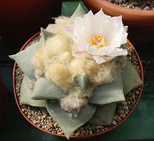 Ariocarpus retusus Fleur.jpg