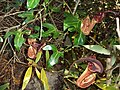 Aristolochia macroura