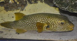 <i>Arothron reticularis</i> Species of fish