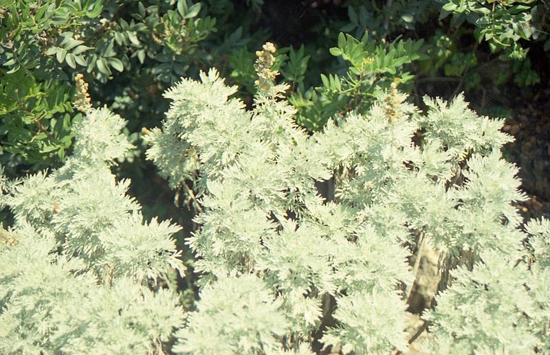 File:Artemisia arborescens in the first week of june 2000..jpg