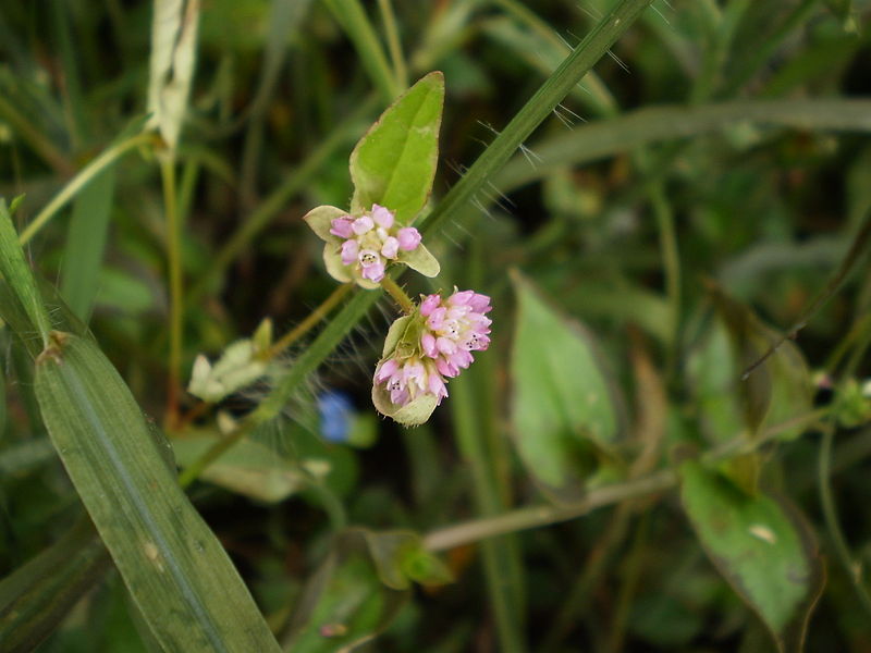 File:Arvenses Poligonum nepalense Poligonaceae Anserma Cultivo Lulo S quitoense H Vargas 09 jun 2010 (1).JPG