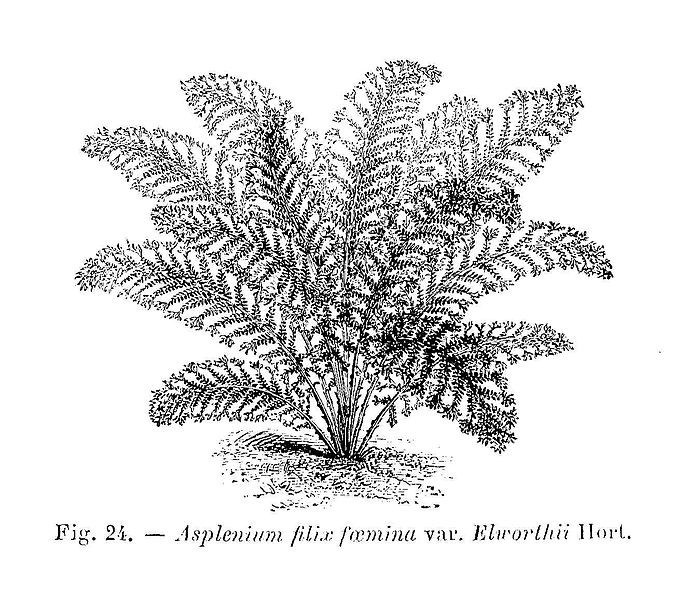 File:Asplenium filix foemina Elworthii.jpg