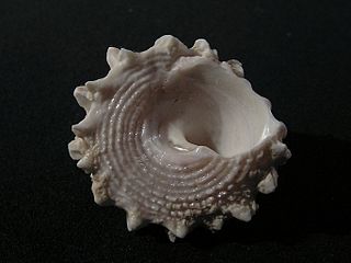 <i>Astralium haematragum</i> Species of gastropod