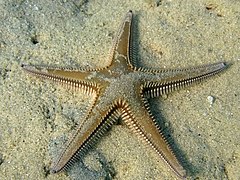 Description de l'image Astropecten bispinosus Naxos08 1757.jpg.