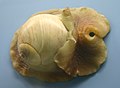 Atlantic Moon Snail 001.jpg