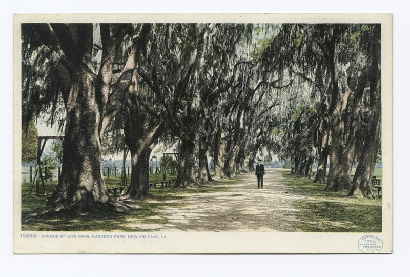 File:Audubon Park, Avenue of Live Oaks, New Orleans, La (NYPL b12647398-68738).tiff