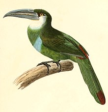 Aulacorhynchus coeruleicinctis 1847.jpg