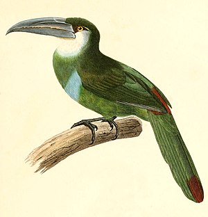 Aulacorhynchus coeruleicinctis 1847.jpg