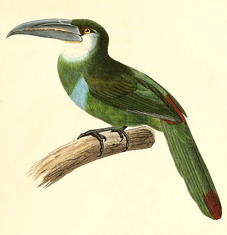 Aulacorhynchus_coeruleicinctis