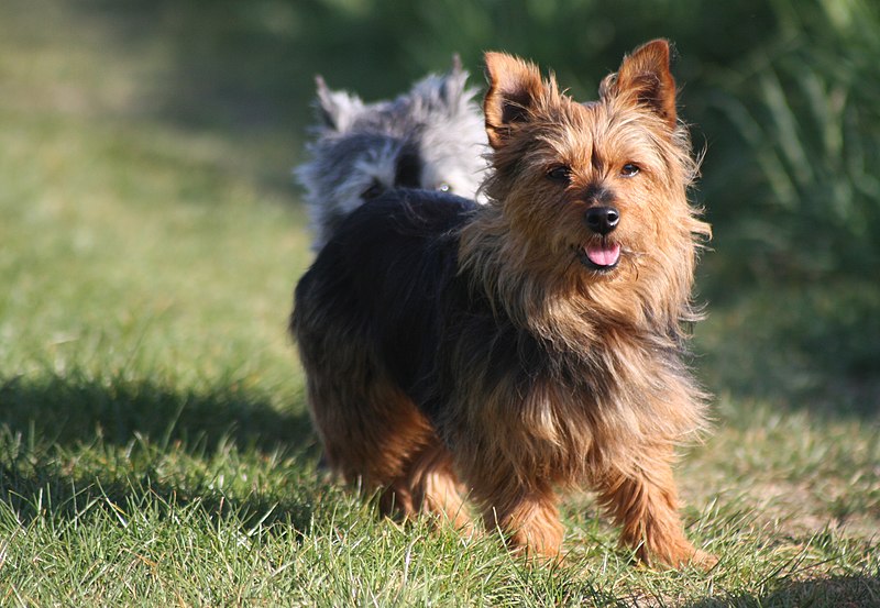 File:Australian terrier Kruemel.JPG