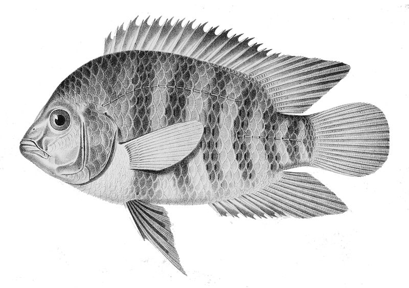 File:Australoherosfacetus.jpg