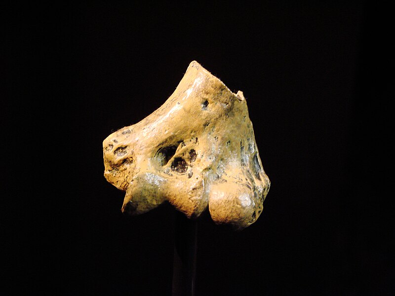 File:Australopithecus anamensis bone (University of Zurich).JPG