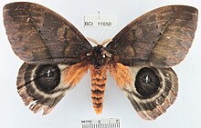 Automeris postalbida1.jpg