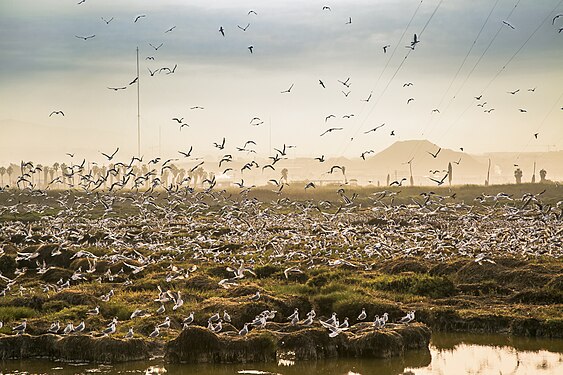 Birds in Pantanos de Villa Wildlife Refuge, Lima Photograph: Techylm