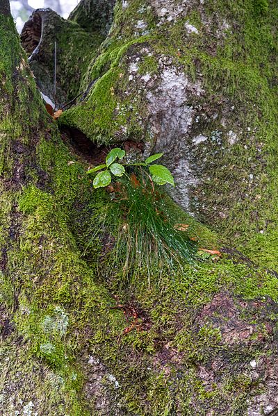 File:Bäume Schauinsland (Freiburg) jm22318.jpg