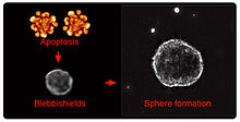 Human RT4 bladder cancer cells (RT4P) undergo apoptosis and subsequent blebbishield formation (Left panel: Schematic) by bleb-bleb fusion. Blebbishields in turn fuse to each other to form cancer stem cell spheres (Right panel:Photograph). BS-Fig1.jpg