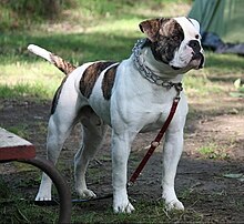 An American Bulldog; the typical mandibular prognathism is evident BUCKEYE 2010 ANCHOR BULLY RASCALZ.jpg