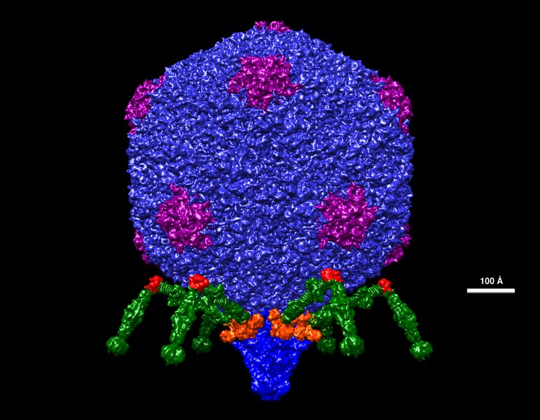 File:Bacteriophage T7 7-24-2021 ps.tif