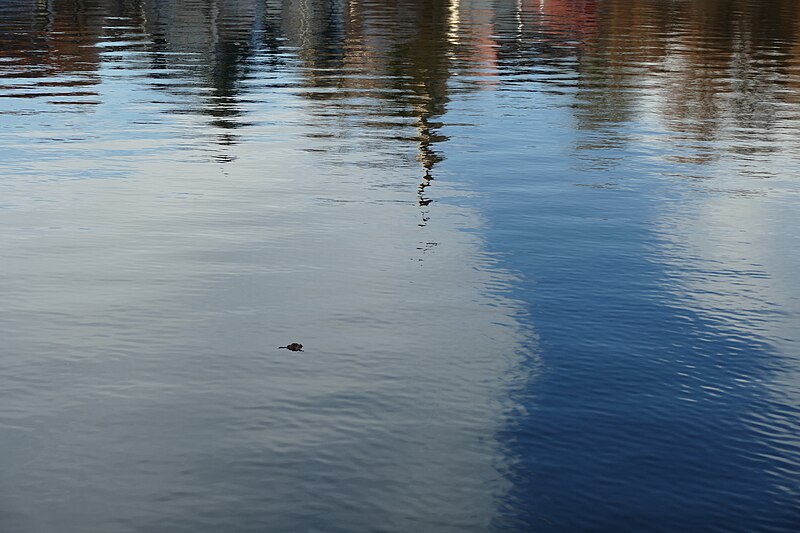 File:Bad Waldsee - lake called Stadtsee in Winter 06.jpg