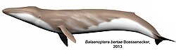 Balaenoptera bertae 2.jpg