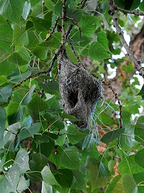 Bird Nest