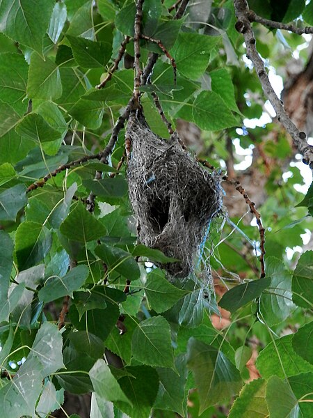 File:Baltimore Oriole (Icterus galbula) Nest - Long Point, Ontario 2013-06-02.jpg