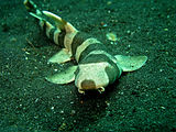Ex. of disruptive coloration in the Bamboo Shark (Chiloscyllium punctatum). Bamboo Shark.jpg