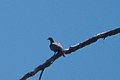 Band-tailed Pigeon Greenhouse Trail Portal AZ 2018-09-07 11-47-13 (43848442900).jpg