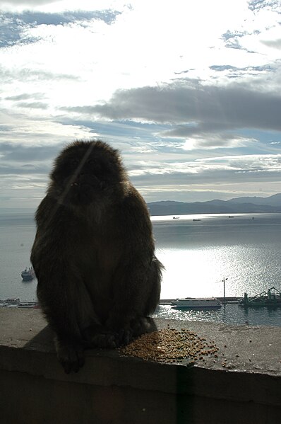 File:Barbary macaques at Prince Ferdinand's Battery, Gibraltar 33.JPG