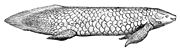 Queensland lungfish Neoceratodus forsteri