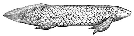 The Queensland lungfish is a lobe-finned fish referred to as a living fossil. Lungfish evolved the first proto-lungs and proto-limbs. They developed the ability to live outside a water environment in the middle Devonian (397-385 Ma), and have remained virtually the same for over 100 million years.[37]  Phylogenomic analysis has shown that "the closest living fish to the tetrapod ancestor is the lungfish, not the coelacanth".[38]