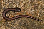Thumbnail for San Simeon slender salamander