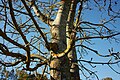 Baum bei Hoengen oberhalb Balsthal 02.jpg
