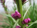 Liatris buds