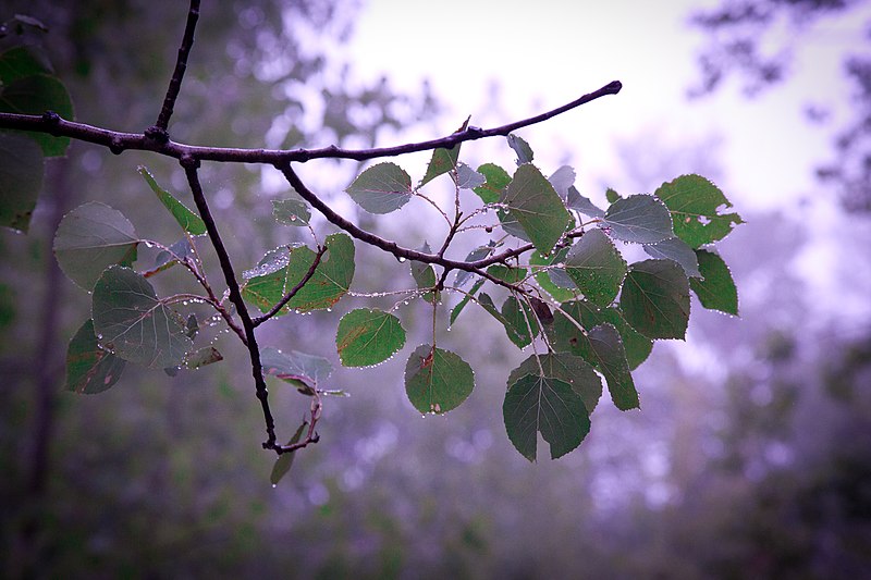 File:Bejeweled Mt. Nemo in the Rain (6035804090).jpg