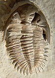 Fossil of the Middle Devonian trilobite Bellacartwrightia Bellacartwrigtia calliteles dorsal CRF.jpg