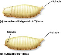 Bicoid mutant.jpeg