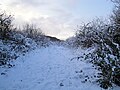 Snow in the hedge beside Newport Road, Bierley, Isle of Wight. The photo was taken shortly after heavy snowfall on the island on 5 January 2010.